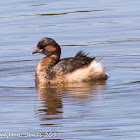 Little Grebe; Zampullín Chico