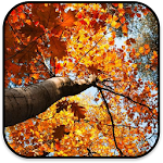 Cover Image of Download Autumn Wallpapers 1.0 APK