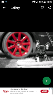 French Bulldog Wallpapers HD - náhled