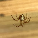 Common House Spider