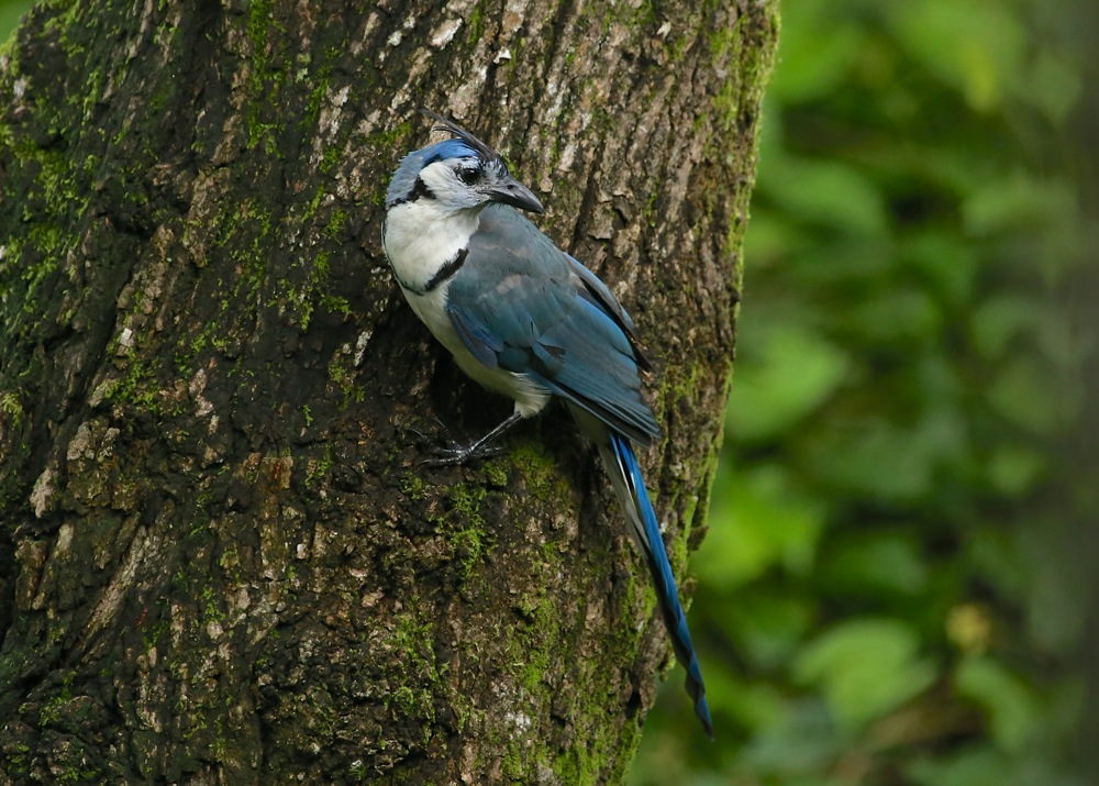 White-throated Magpie-Jay