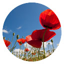 Poppy theme-new tab page