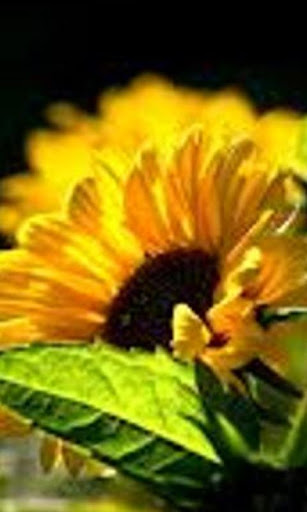 Sunflower Wallpapers