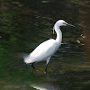 Little egret