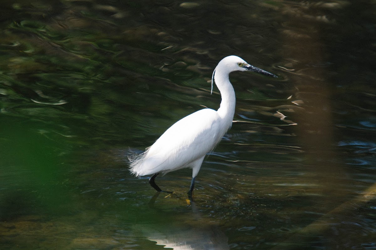 Little egret