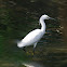 Little egret