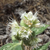 Scorpionweed