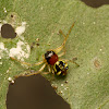 Crab Spider