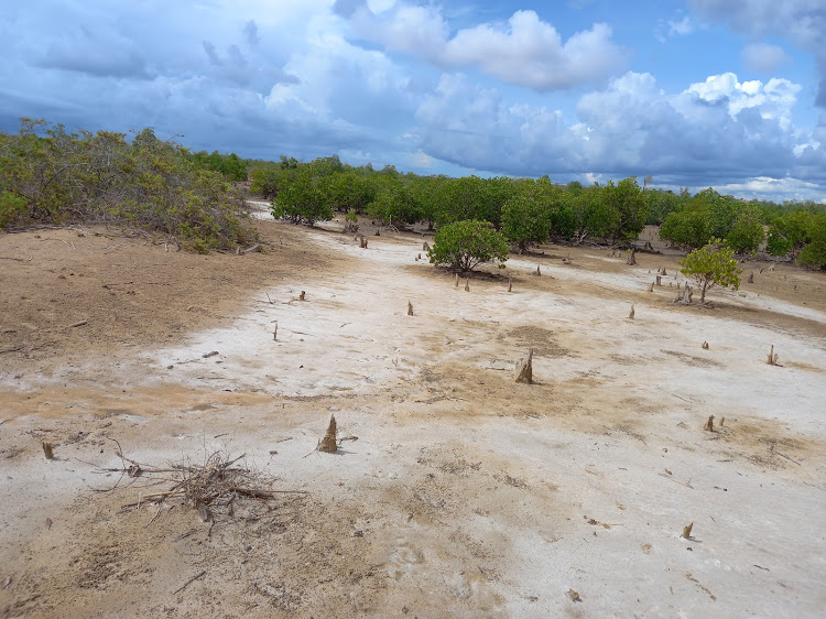 Part of the destroyed Bonje mangrove forests in Kwale county