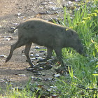 Bornean bearded pigs