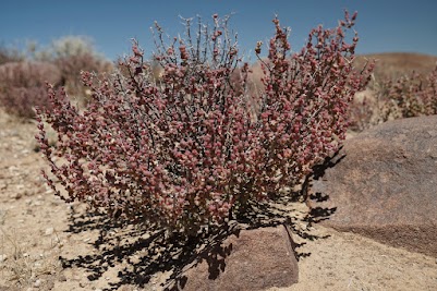 Sukkulenten in der Tankwa Karoo