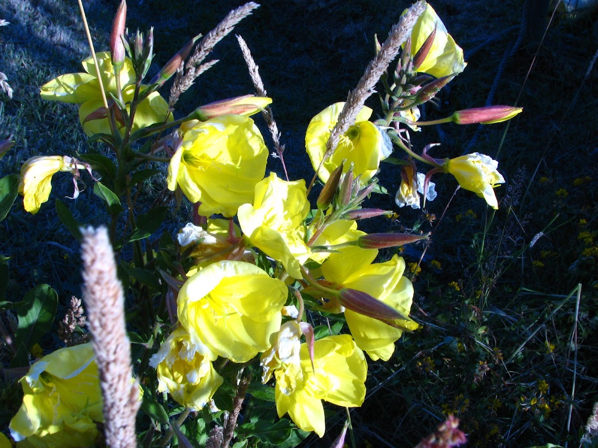 Common evening primrose