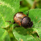 Dung beetle