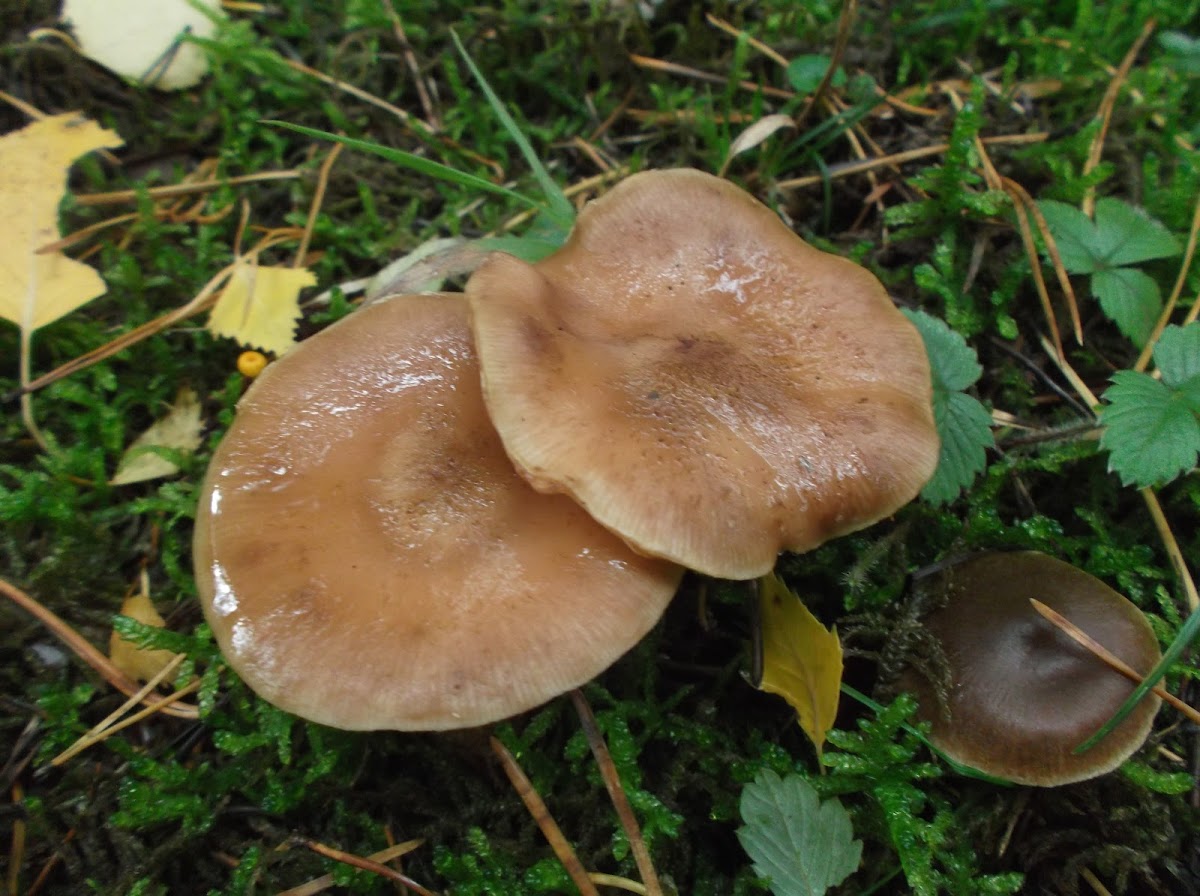 Honey fungus