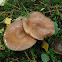 Honey fungus