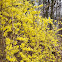 Forsythia