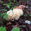 Cauliflower mushroom