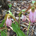 Lady Slipper