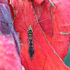 Tiger cranefly