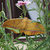 Japanese silk moth