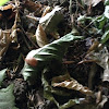 Common Garden Snail