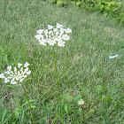 Queen Anne's Lace