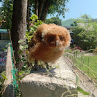 Philippine Scops Owl