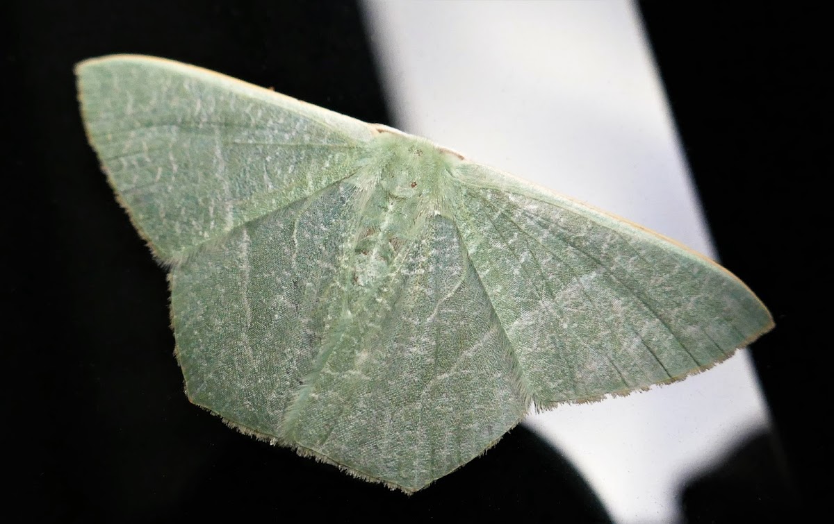 Emerald Moth