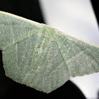 Emerald Moth