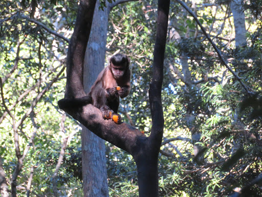 Monkeying Around in South Africa 2017