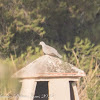 Collared Dove; Tórtola Turca