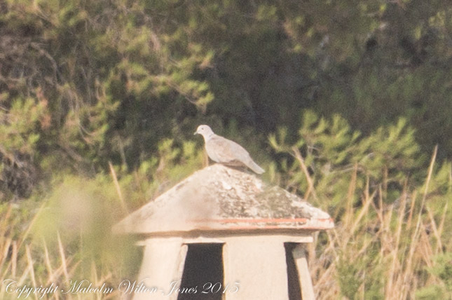 Collared Dove; Tórtola Turca