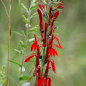 Cardinal Flower