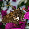 Silver-spotted skipper