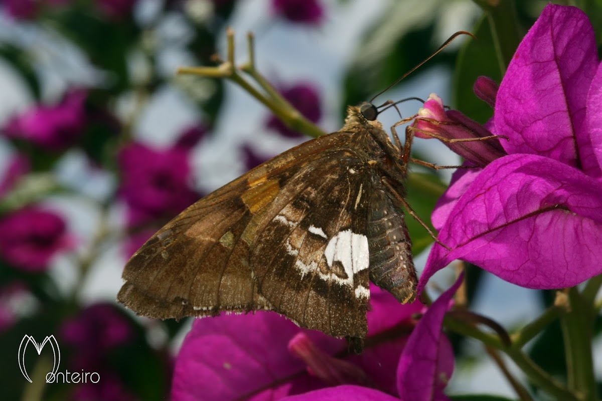 Silver-spotted skipper