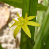 Yellow Stargrass