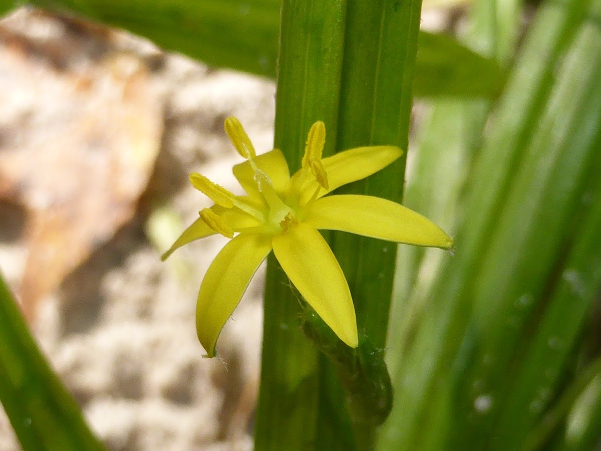 Yellow Stargrass