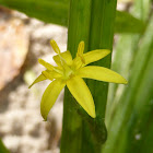 Yellow Stargrass