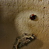 Multicolored Asian lady beetle (and moth)