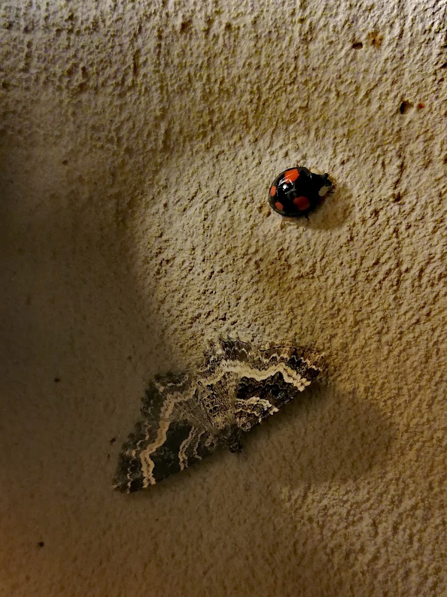 Multicolored Asian lady beetle (and moth)