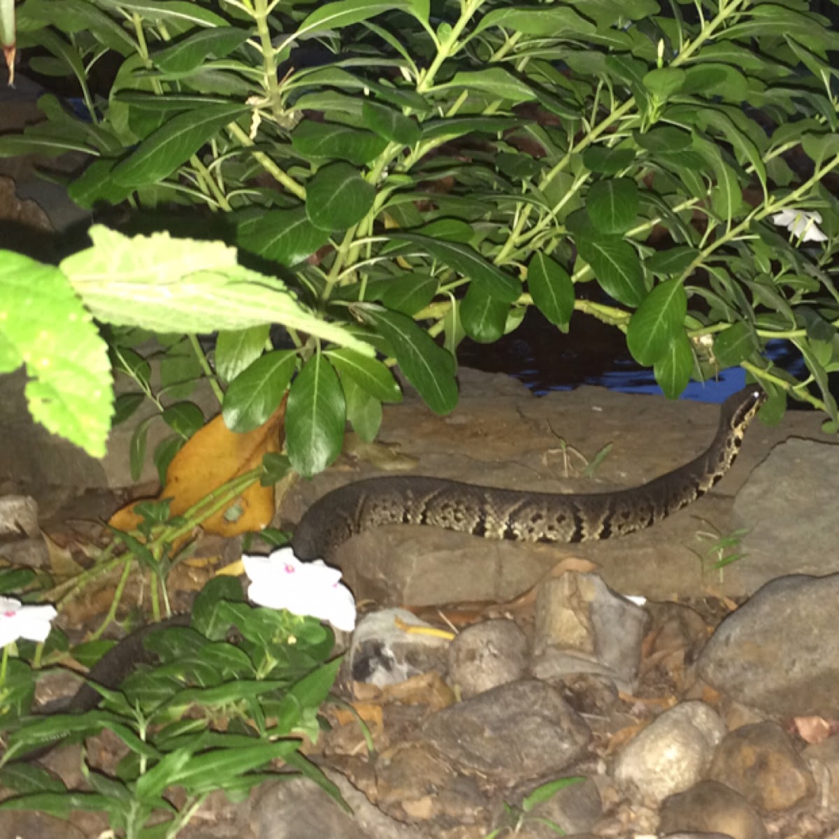 Western Cottonmouth