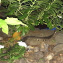 Western Cottonmouth