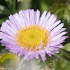 Seaside Daisy