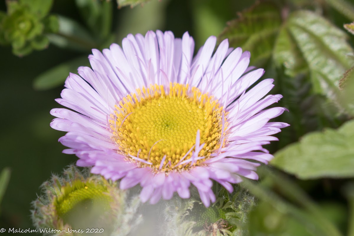 Seaside Daisy