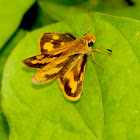 Luzon Grass Dart