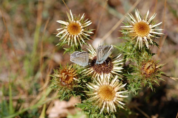 farfalle in compagnia di laprincipessa