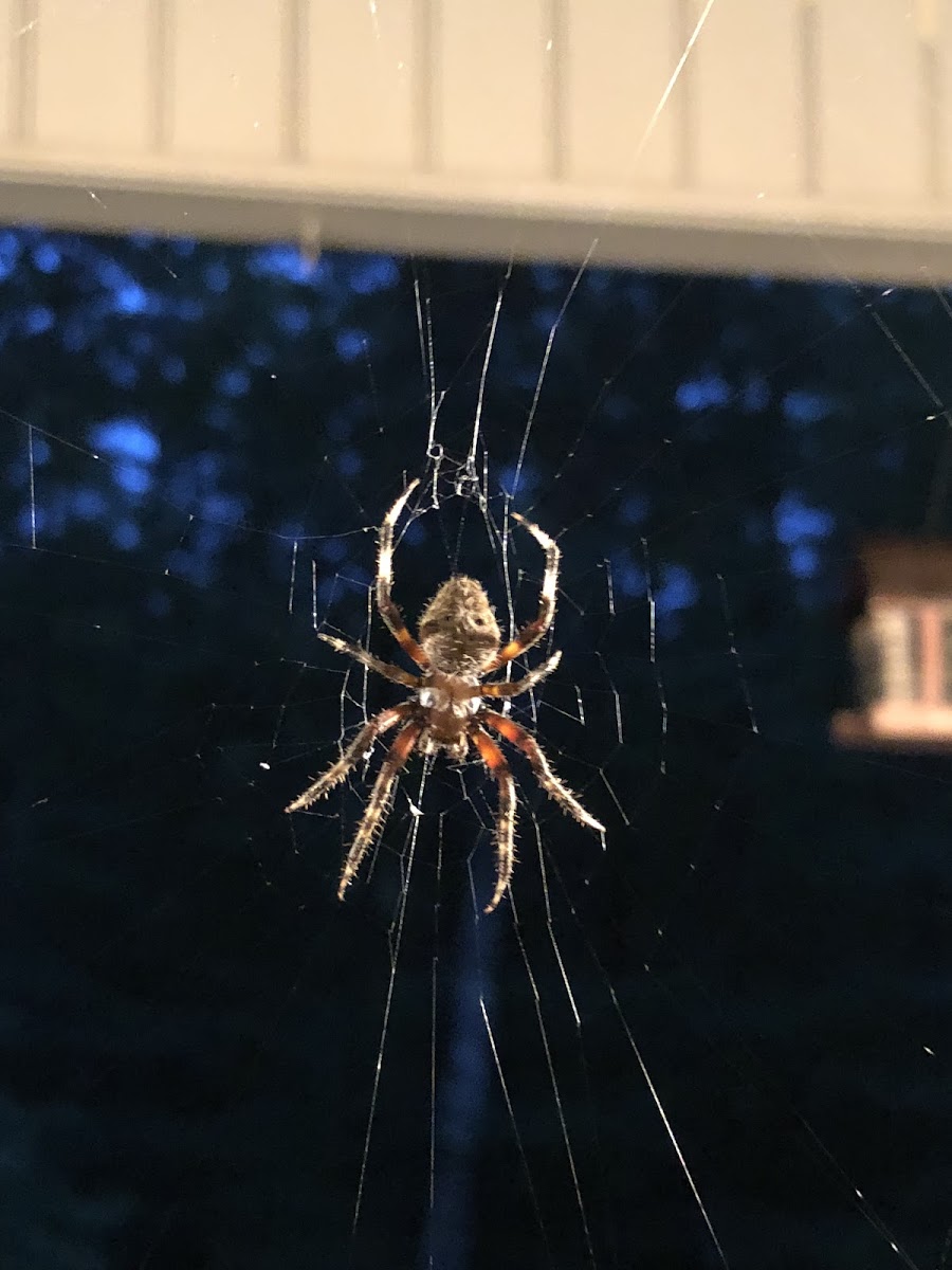 Spotted Orbweaver