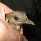 Black-billed Thrush