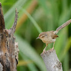 Prinia inornata 純色鷦鶯