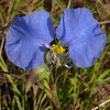 White Mouth Dayflower